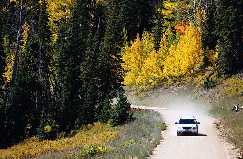 Vibrant yellow aspen trees at Cedar Breaks National Monument in Utah.