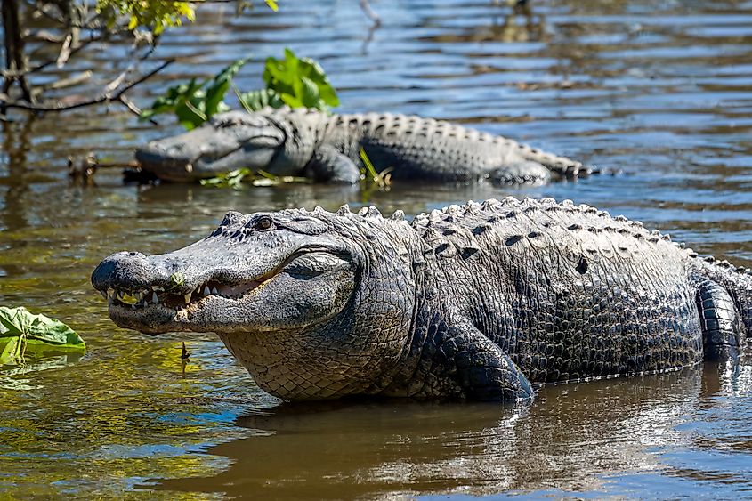 2 American Alligators in a swamp.