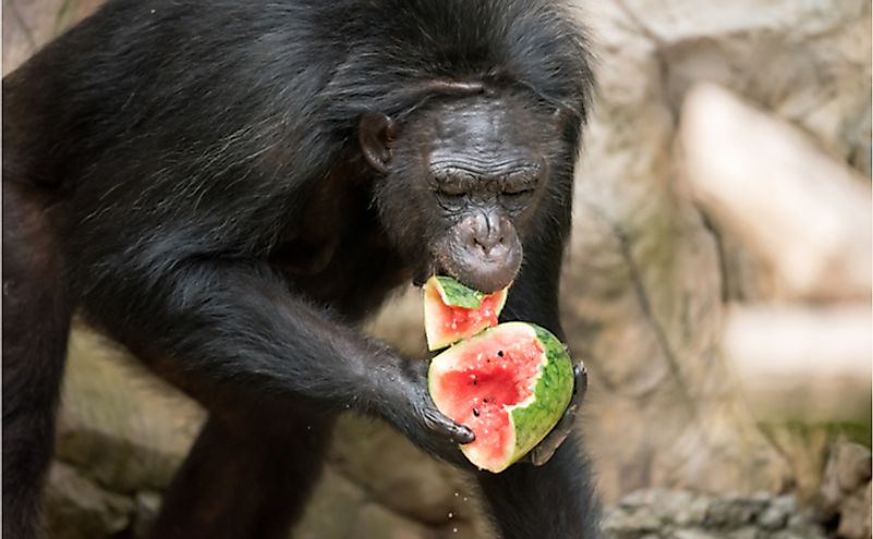 10 Animals That Are Omnivores - WorldAtlas