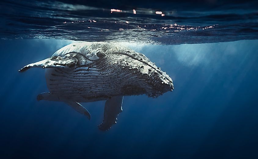 Humpback whales are part of the Rorqual (Balaenopteridae) whale family.
