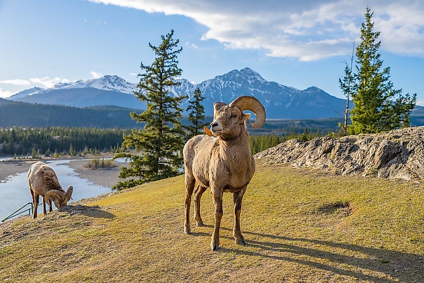 Jasper National Park 