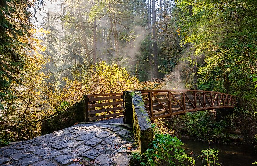 Wooded trail at Silver Falls State Park, Oregon's largest state park