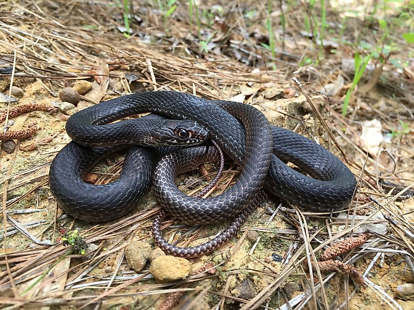 Eastern coachwhip