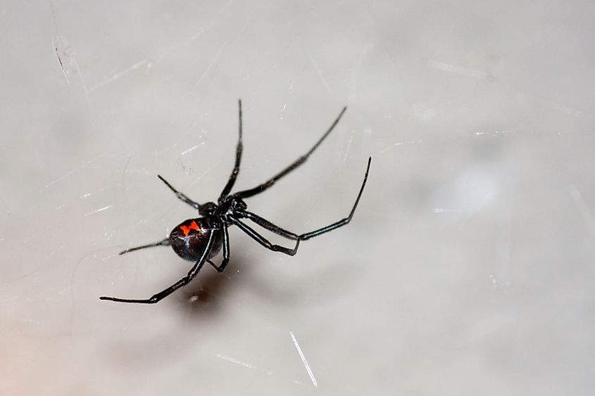 A female black widow spider.