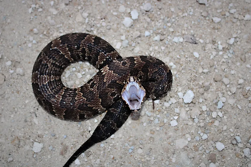 Cottonmouth giving a defensive threat pose.