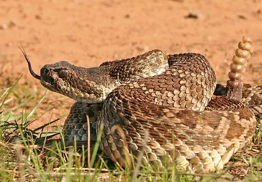 A southern Pacific rattlesnake.