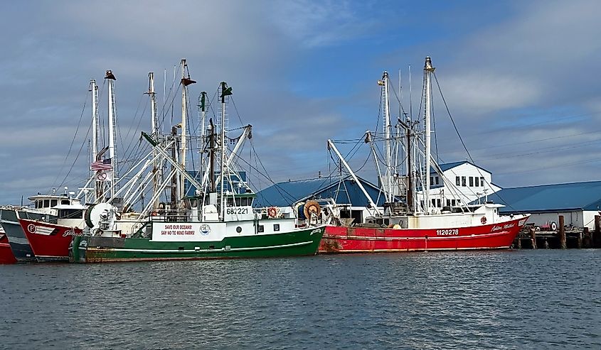 Fishing fleet of shrimp trawlers in the Outer Banks, Beaufort, North Carolina.