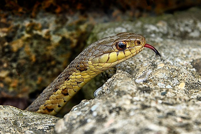 Eastern Garter Snake, West Virginia