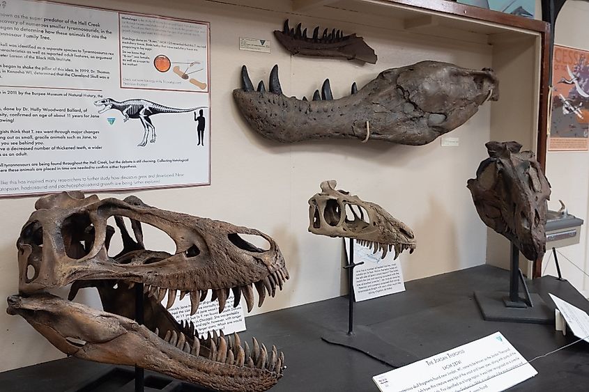 The Jordan Theropod or Juvenile Tyrannosaurus rex Skull on display at the Carter County Museum with jaw bone fossils from Jane, an adult T. rex, found at the Hell Creek Formation.