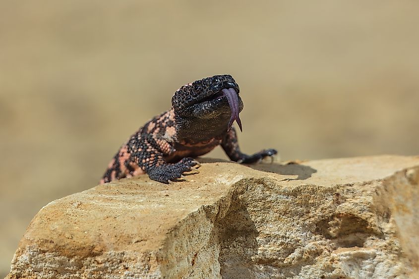 A Gila monster climbing a rock.
