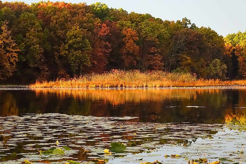 Golden grasses reflected in a lake with autumn foliage in the background in Howell, Michigan, USA.