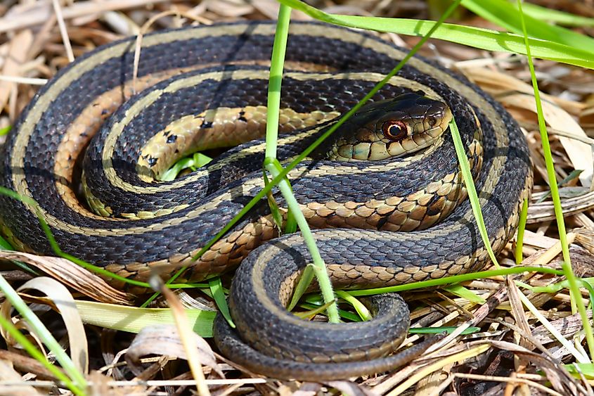 Garter Snake (Thamnophis sirtalis) basking in Illinois