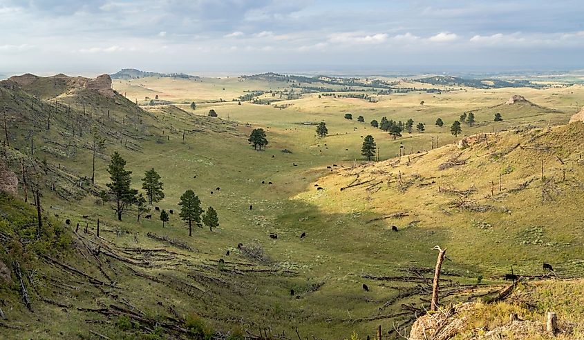 late summer scenery of a valley in Nebraska National Forest near Chadron with a cattle