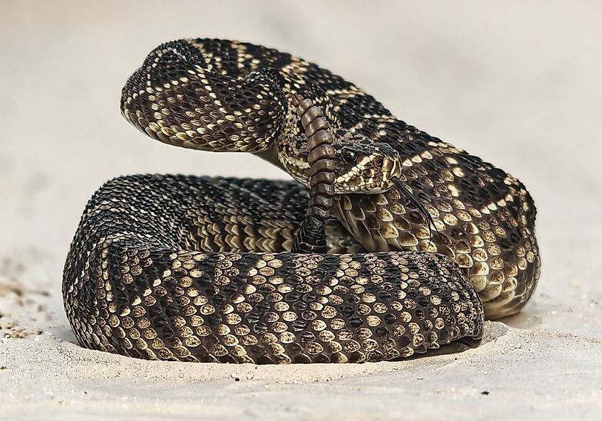 An Eastern diamondback rattlesnake in an alert position.