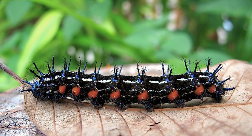 Buck Moth Caterpillar, featuring a black body covered in sharp, branching spines with white spots along its sides.