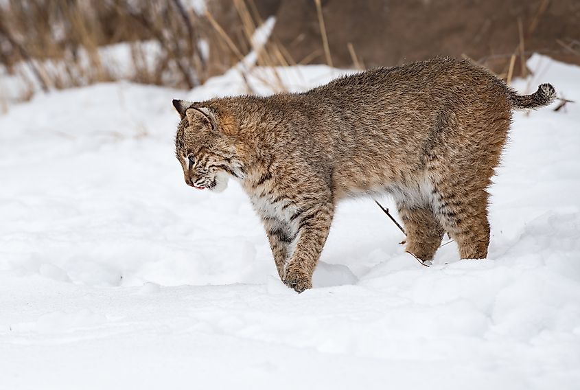 A bobcat playing in the snow.