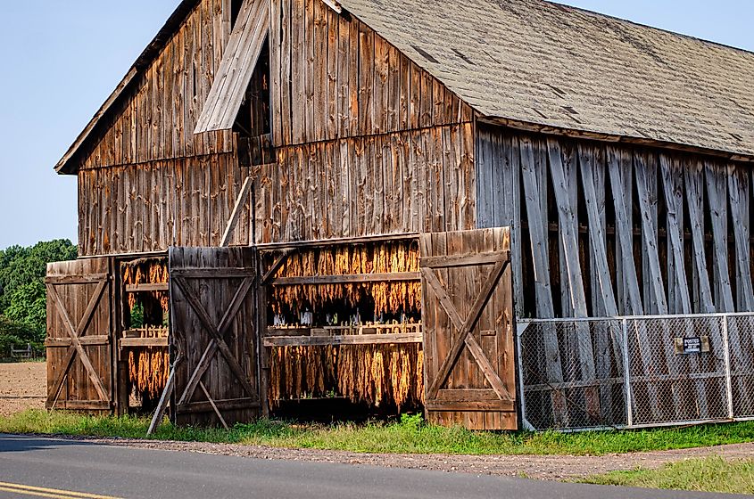 New England Tobacco Barn Hanging to Dry