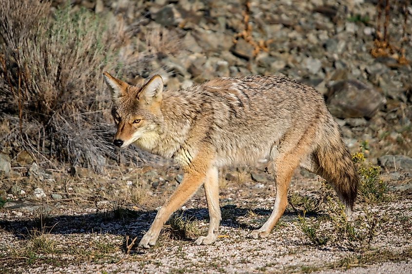 Animals That Live In Utah - WorldAtlas