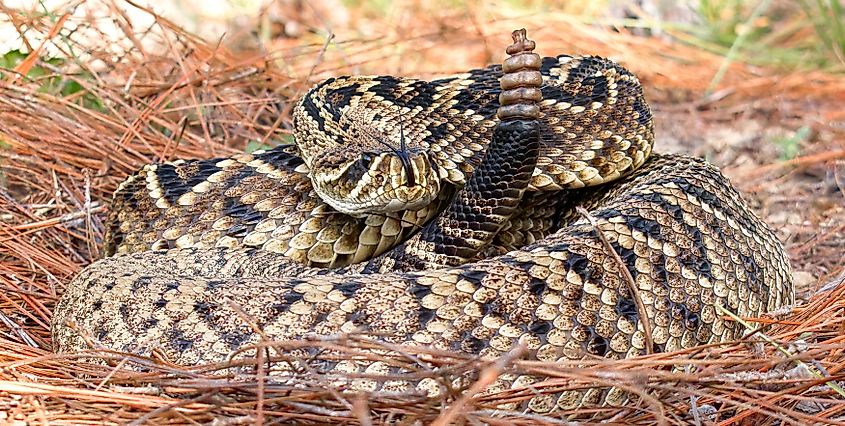 Eastern diamondback rattlesnake.