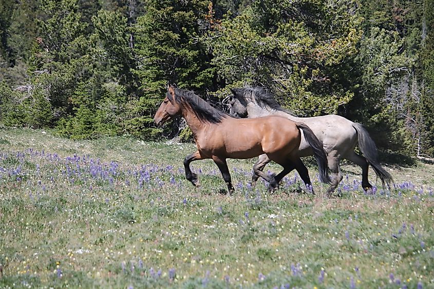 Wild mustangs in Lovell, Wyoming.