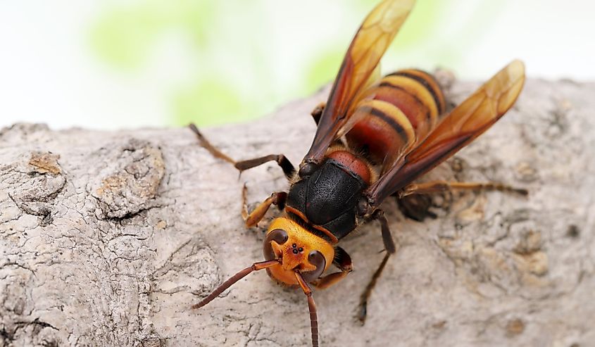 Close up of giant hornet on a tree surface