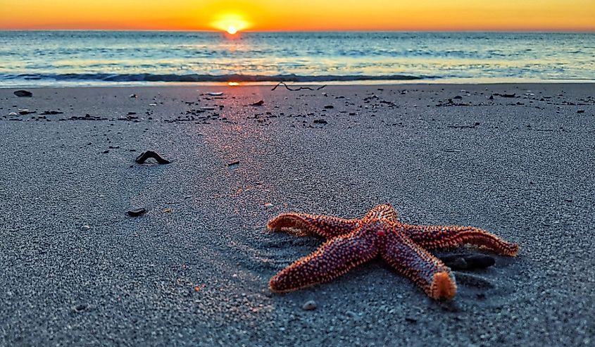 A closeup shot of a star fish on the shore of Pawleys Island, South Carolina