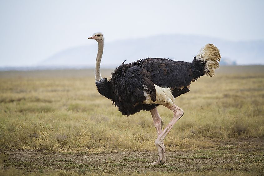 Running ostrich - Serengeti National park - Tanzania. Image Source: Shutterstock.com