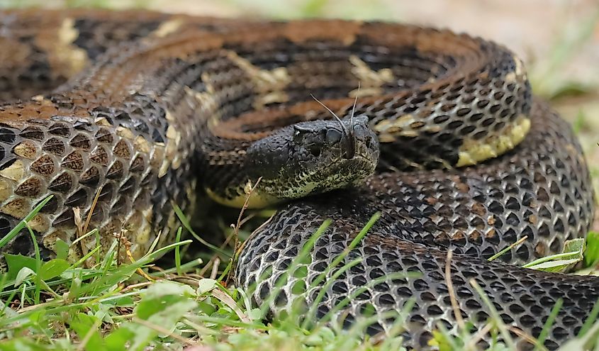 Timber Rattlesnake.