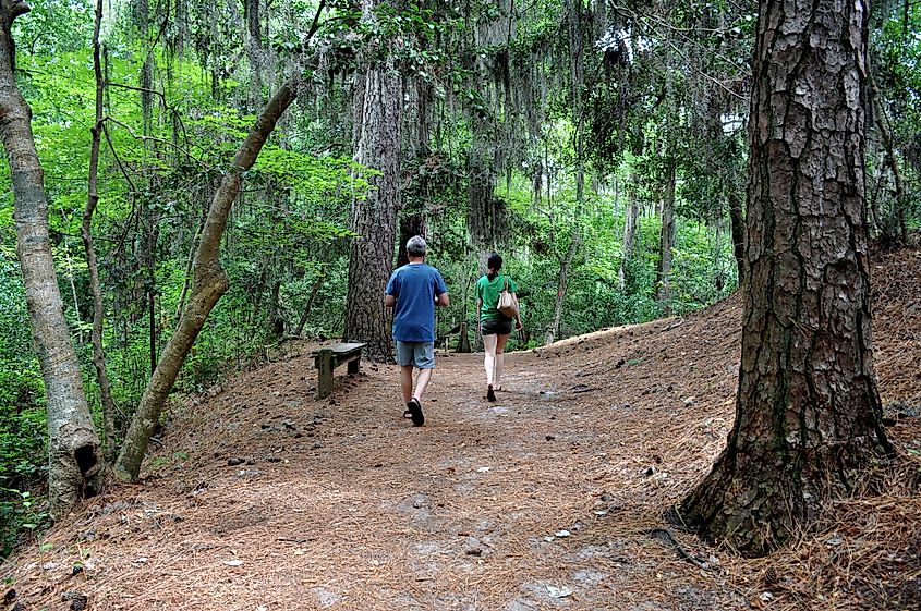 Hiking in the forest, First Landing State Park, Virginia