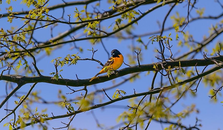 A Baltimore Oriole perched in a tree at Maumee Bay State Park, near Oregon, Ohio.