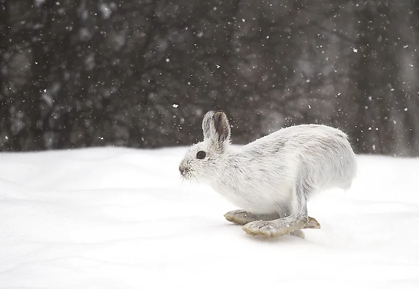 The snowshoe hare is the primary food source of the Canadian lynx populations in the north.