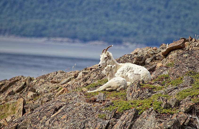 Dall Sheep near Anchorage, Alaska.