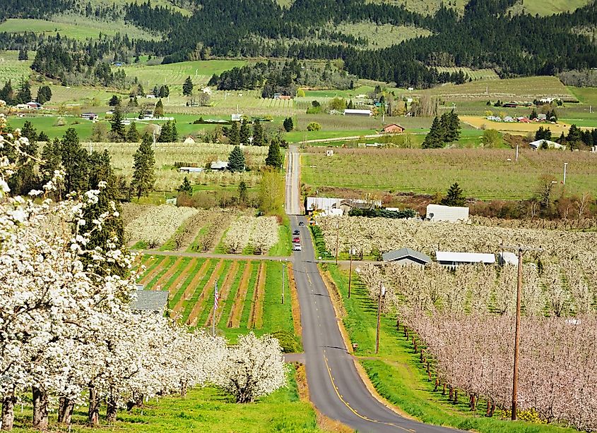 Long drives are a great way to spend time with loved ones while enjoying spectacular nature in Hood River, Oregon.