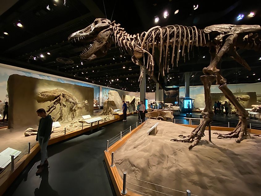 The dinosaur skeletons inside the Alberta's Royal Tyrrell Museum.