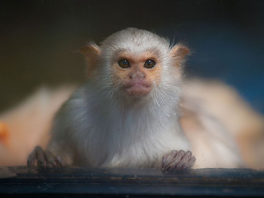 Silvery marmoset