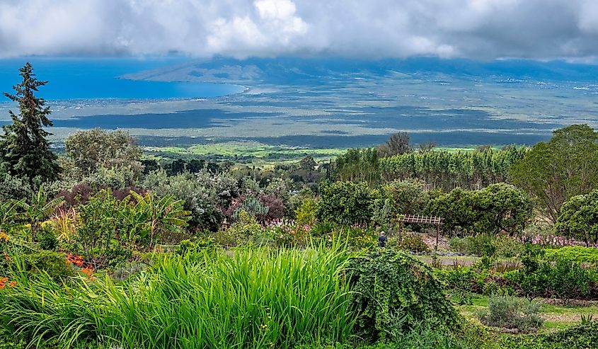 Ali'i Kula Lavender farm, Maui, Hawaii