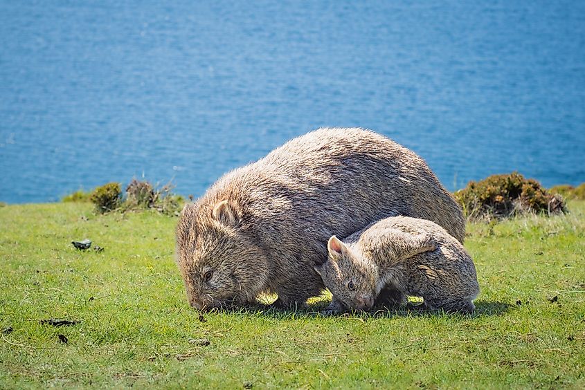 View of a Wombat Family.
