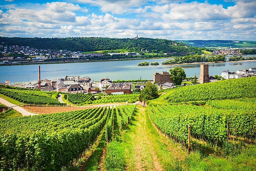 Vineyards in Rüdesheim am Rhein in the Rhine Valley, Germany.