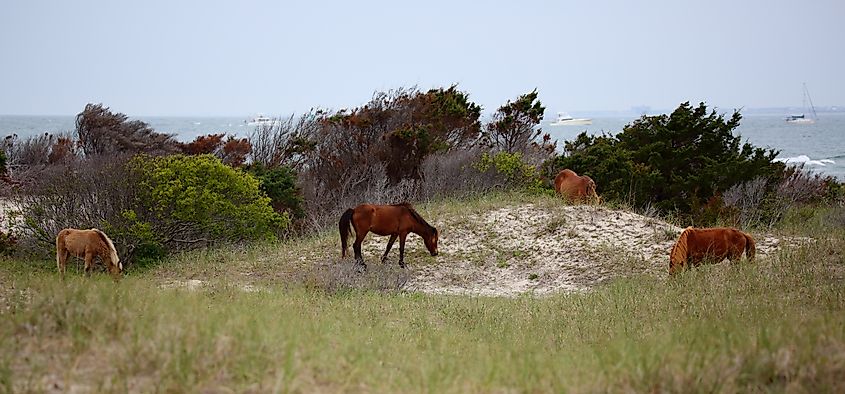 Four wild mustangs of Shackleford Banks grazing on a dune