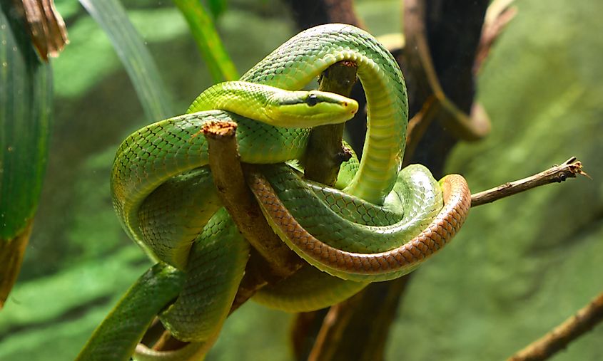 The smooth green snake (Opheodrys vernalis)