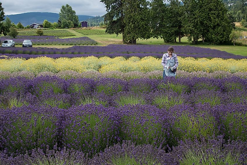 Lavender farm at Sequim, Washington.