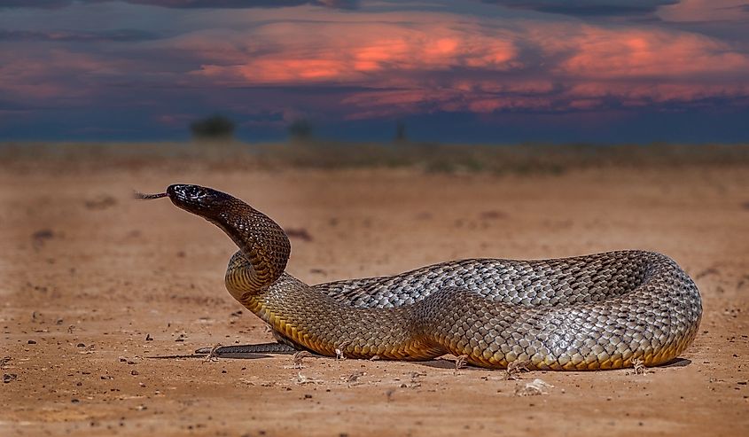 Australian Inland Taipan in defensive position