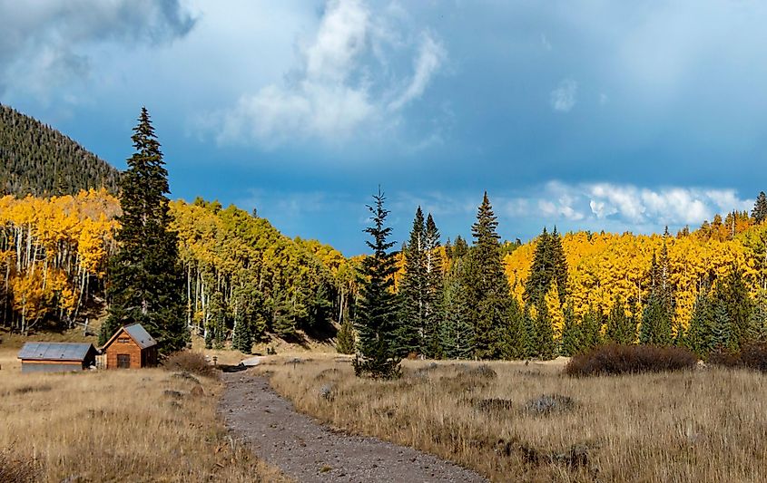 A meadow near Flagstaff, Arizona