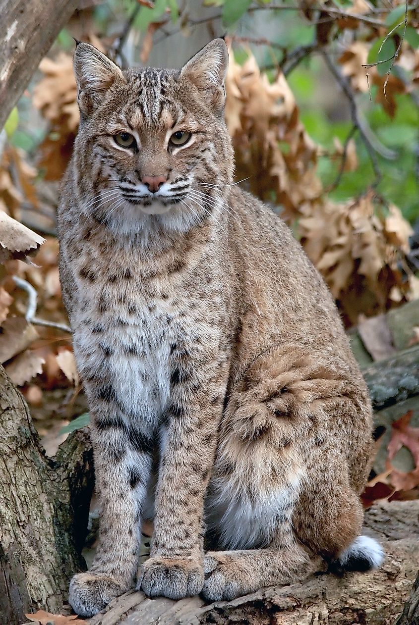 Bobcat. In Wikipedia. https://en.wikipedia.org/wiki/Bobcat By Becker1999 (Paul and Cathy) - https://www.flickr.com/photos/becker271/2955468015/, CC BY 2.0, https://commons.wikimedia.org/w/index.php?curid=116052083