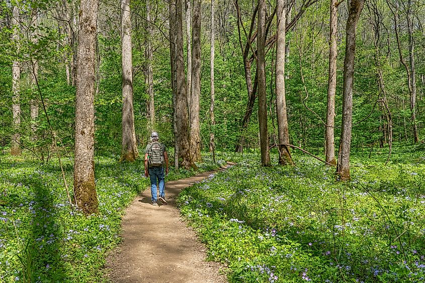 A man hiking in the Whiteoak Sinks basin in Great Smoky Mountains National Park during spring when the wildflowers are in full bloom.