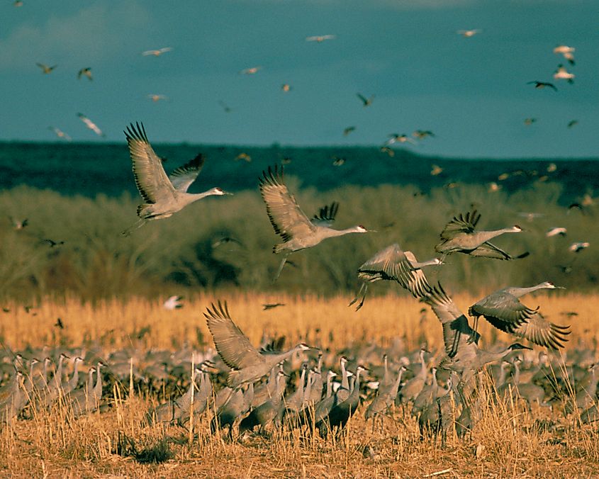 Sandhill cranes at Lake Andes National Wildlife Refuge