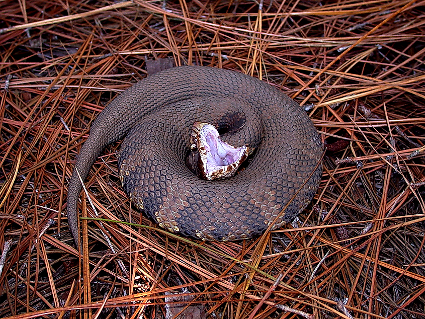 Northern Cottonmouth