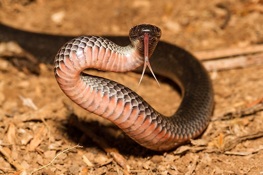 An eastern small-eyed snake with its tongue flickering