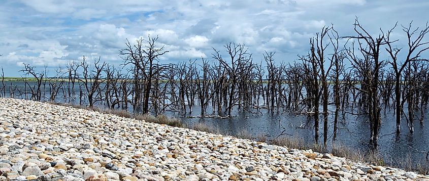 Barren Trees on Devil's Lake in North Dakota, USA make for a rather eerie sight.