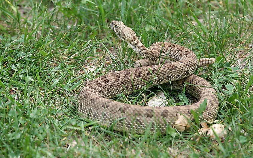 A prairie rattlesnake in grass.